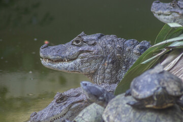 crocodile in profile (Jacaré)