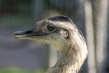 Greater rhea (Ema) in profile