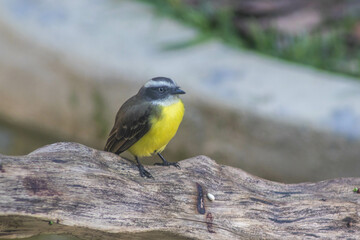 Great kiskadee (Bem-te-vi)
