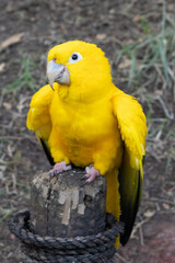 Golden parakeet (Guaruba) (ararajuba) 