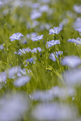 Beautiful blue flax flowers. Flax blossoms. Selective focus, close up. Agriculture, flax cultivation. Field of many flowering plants (linum usitatissimum). Linum blooms