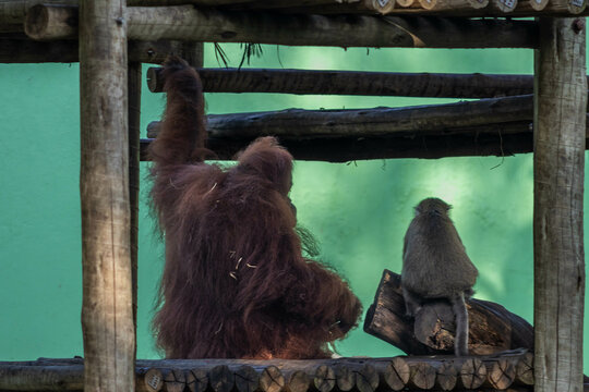 two monkeys chatting