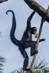 Spider Monkey climbing with food