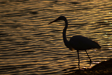 Heton (garça) shilhouette