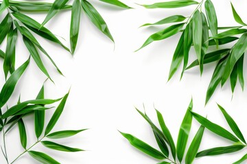 Fototapeta premium Clipping path included. Dark green leaves of bamboo ornamental forest garden plant isolated on white background.
