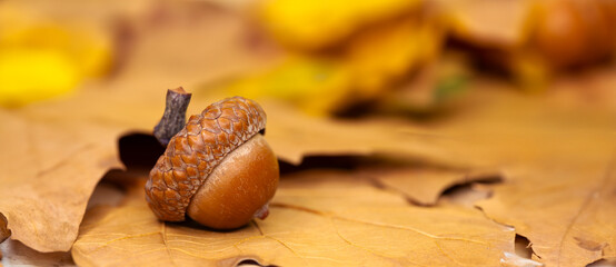 Acorn closeup as autumn/fall symbol