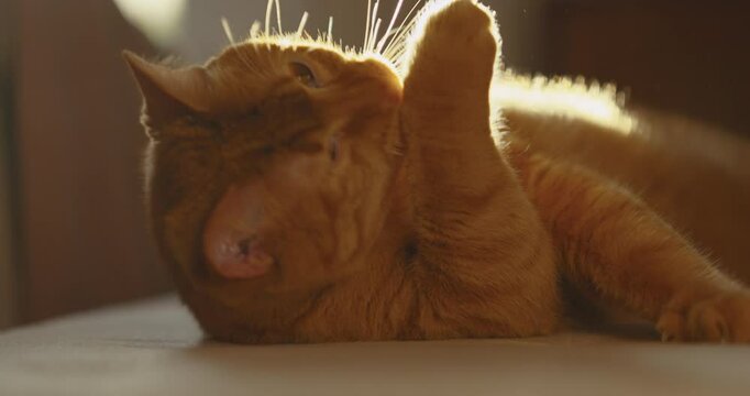 Orange Cat stretching and sunbathing 