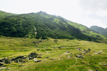 Obraz premium Beautiful aerial summer view of the forest in the mountains and valley or hills. 