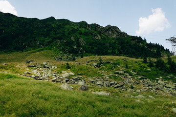 Beautiful aerial summer view of the forest in the mountains and valley or hills.	
