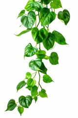 Plant with heart-shaped green variegated leaves and a golden hue, like a devil's ivy bush or golden pothos
