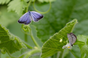 ヤマトシジミの飛翔