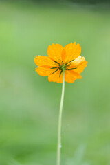 雨の日のキバナコスモス