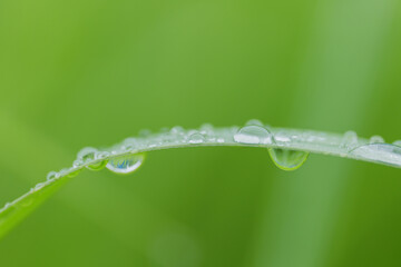 雨の日の繊細な葉としずく