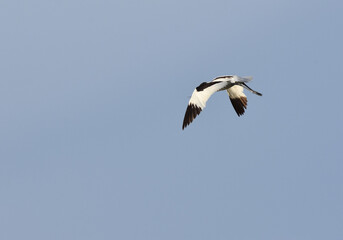 Heron flying, suscinio, castel of suscinio, brittany, golf of morbihan, tourism, beauty of brittany