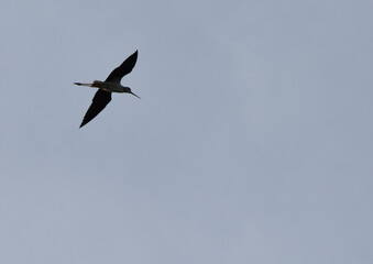 avocet flying, suscinio, castel of suscinio, brittany, golf of morbihan, tourism, beauty of brittany