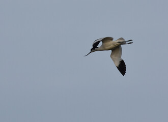 avocet flying, suscinio, castel of suscinio, brittany, golf of morbihan, tourism, beauty of brittany