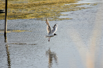 black-headed gull flying, suscinio, castel of suscinio, brittany, golf of morbihan, tourism, beauty of brittany