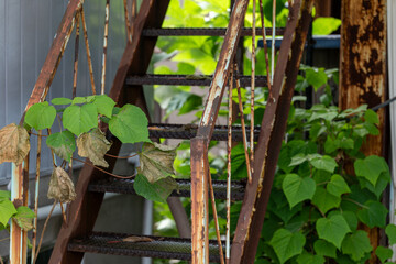錆びた階段と初夏の植物