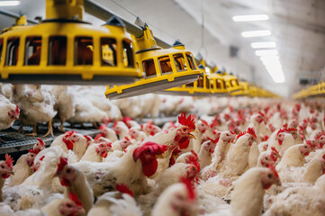 Overview of a full chicken poultry farm