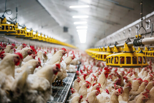 Overview of a full chicken poultry farm