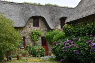 typical Brittany house with thatched roof and orthensias
