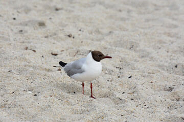 sterne, sur une plage, en bretagne 