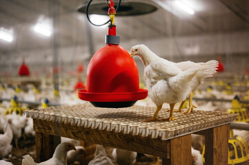 Close-up of a chicken next to feeder