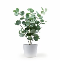 Plant in plastic pot with small leaves, green and white, isolated on a white or transparent background