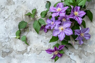 A stone wall built using Stock technology grows clematis flowers