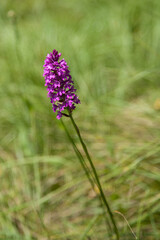Fleur d'orchis pyramidal