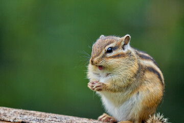 木の上で休むシマリス