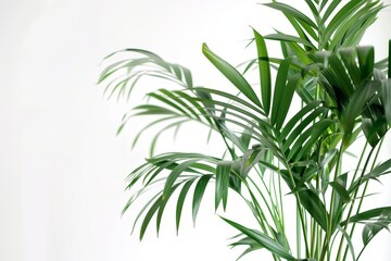 Obraz premium Indoor palm plant with green leaves, isolated on white. Chamaedorea is also known as the parlor palm plant.