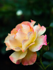 Fototapeta premium Beautiful peach colored rose. Rose with raindrops.