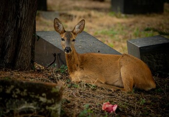 young doe on a graveyard