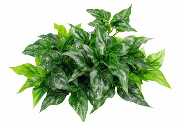 Obraz premium The leaves of a hosta bush with lush, tropical foliage are isolated on a white background.