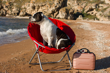 A dog is sitting in a red beach chair with a suitcase against the background of a sunset in the blue sea. Vacation, vacation
