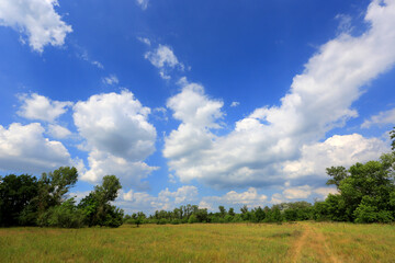summer in steppe