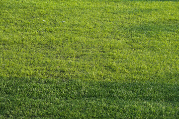 artificial green grass turf sport soccer field with black rubber granules infill