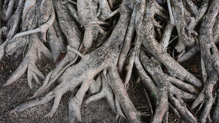 big trunk of banyan, brown old root tree