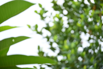 defocused beautiful green leaf texture in springtime, abstract blur natural background