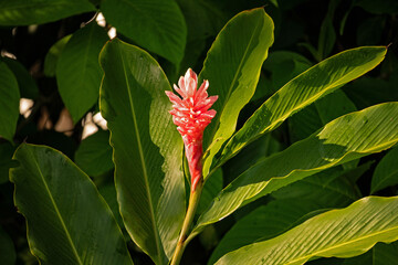 rainforest plants in the Monteverde rigion in Costa Rica
