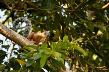 variegated Squirrel in a tree in Monteverde in Costa Rica