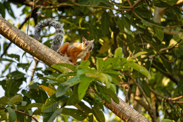 variegated Squirrel in a tree in Monteverde in Costa Rica