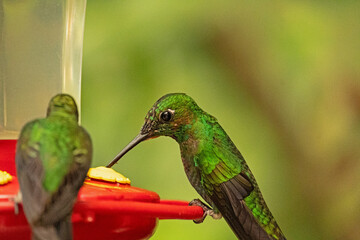 two humming-birds in the Monteverde cloud forest in Costa Rica
