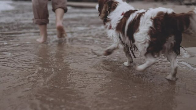An unrecognizable woman with her dog walks on tranquil beach at sunset. The calm ocean waves wet the sand and her feet. The cinematic scene captures the melancholy and reflective mood of a summer