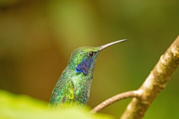 humming-bird in the Monteverde cloud forest in Costa Rica