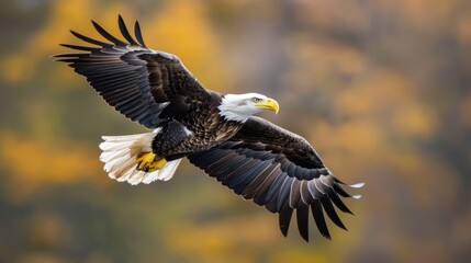 Fototapeta premium Majestic Bald Eagle Soaring at Dawn