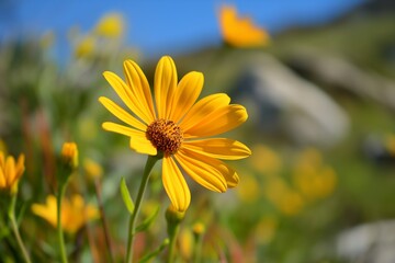 A vibrant yellow flower in full bloom set against a blurred natural background under a clear blue sky on a sunny day.