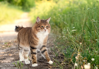 Kurilian Bobtail in nature