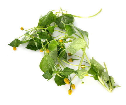 Acmella oleracea in studio